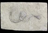 Platycrinites & Pachylocrinus Crinoid Plate - Illinois #47046-1